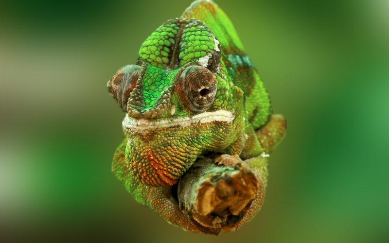 10 Weird And Wonderful Facts About Reptiles