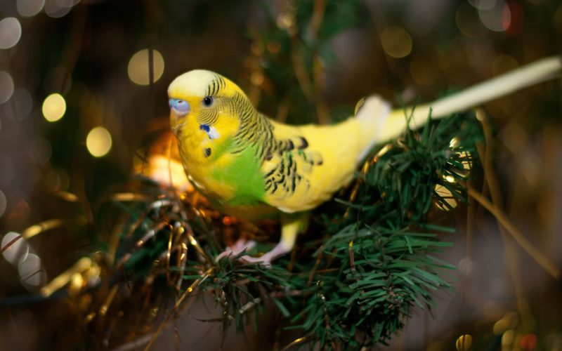 Keeping your parrot safe during the holiday period 
