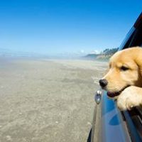 Driving habits of dog owners