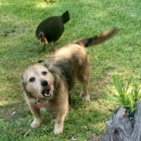 Chilli dog and bush turkey