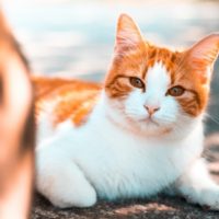 Taurine Deficiency In Cats and How To Take Care Of It