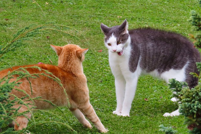 Cat to cat aggression